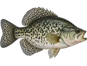Crappie