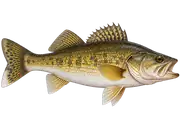 Walleye