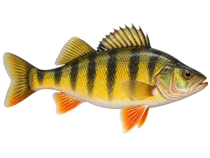 Yellow Perch